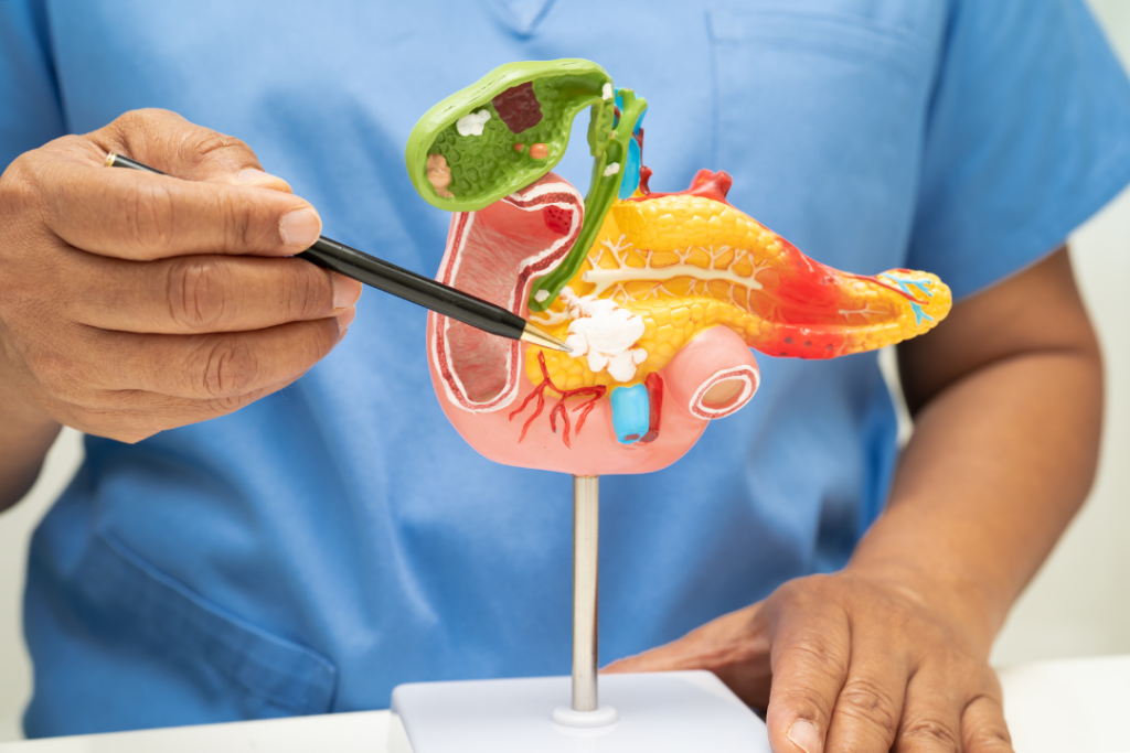 doctor pointing to a gallbladder on a scientific model