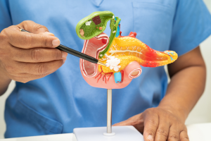 doctor pointing to a gallbladder on a scientific model