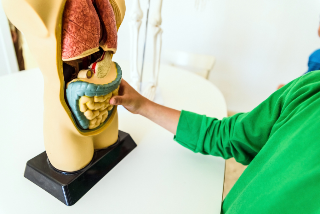 Gallbladder Removal Side Effects: What’s Not Normal gallbladder removal side effects