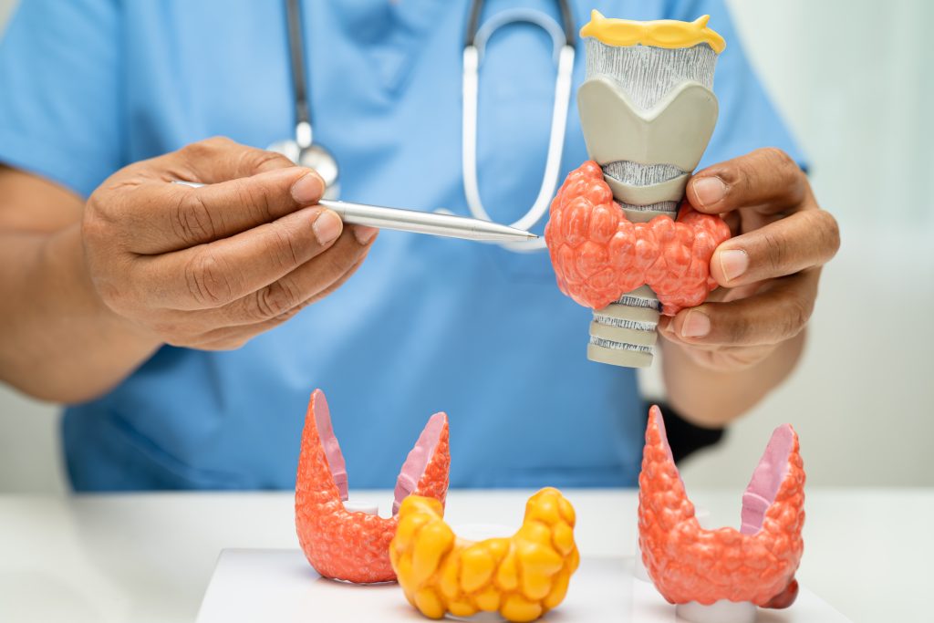 Doctor Explaining Thyroid Anatomy with Model in Office